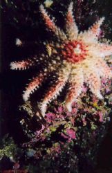 A rosy sunstar taken in the Pacific NW off Vancouver Isla... by Lyndell Weldon 